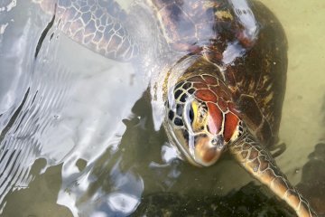 Excursion Tortues de mer & Coucher de Soleil