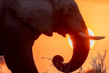 Safari à Mikumi – 2 Jours / 1 Nuit