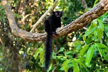 Nosy Be: Lokobe National Park Tour with Pirogue Ride