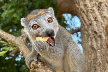 Madagascar Northern Tour