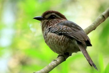 Madagascar birding