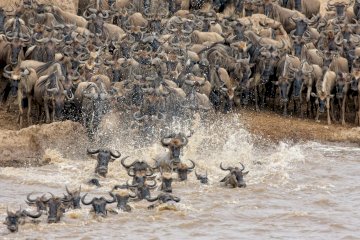 10 DAYS WILDEBEEST MIGRATION CROSSING MARA RIVER.