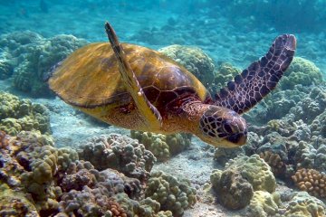 Nosy Be: Nosy Sakatia Snorkeling with Sea Turtles