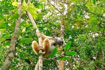 Nature & wildlife_Andasibe