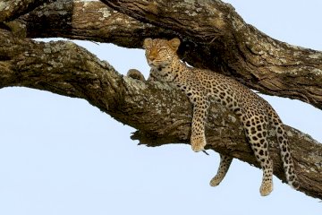 5 Days Midrange Tanzania Safari