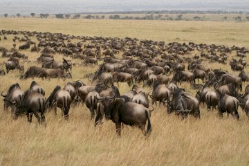 8 Days Midrange Great Migration Safari