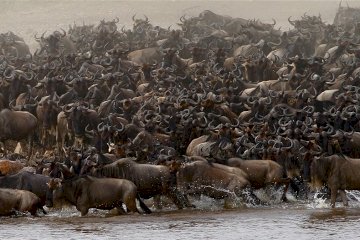 7 DAYS SERENGETI MARA RIVER WILDEBEEST MIGRATION CROSSING SAFARI.