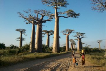 Tsiribihina River descent by traditional dugout canoe, visit of the Tsingy de Bemaraha, and sunset at the Avenue of the Baobabs.