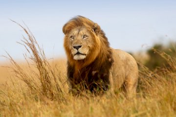 6 Days Mid-Range Highlights of Tanzania