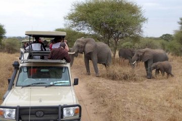 5 Days Mid Range Best of Tanzania Safari