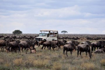 9 Days Serengeti Wildebeest Migration Safari