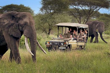 12 Days Great Serengeti Adventure Big Cats Safari