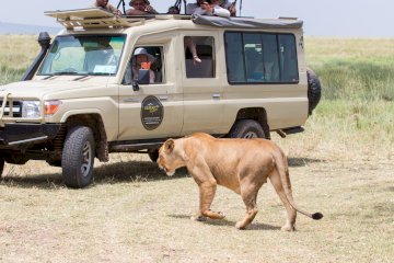 Tanzania Mid-Range Safari