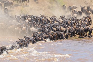 5 Day Tanzania Serengeti Wildebeest Migration Safari