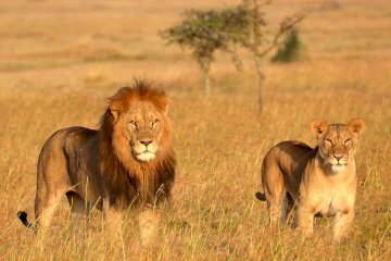 7 Days Tanzania Lodge Safari