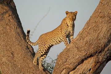 6 Day Tanzania Lodge Safari