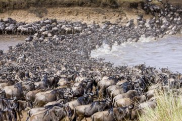 4 Day Tanzania Serengeti Wildebeest Migration Safari