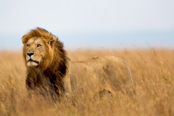 8 Days Serengeti Luxury Tented Camps Safari