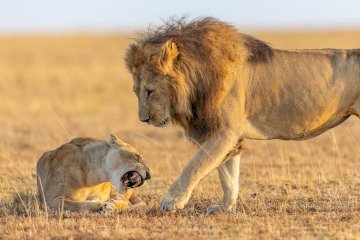 7 Days Serengeti Luxury Lodges Safari