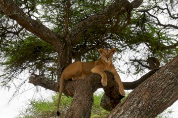 5 Days Serengeti Mobile Camping Safari