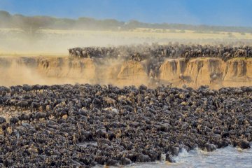 5 Days Classic Tanzania Serengeti Wildebeest Safari